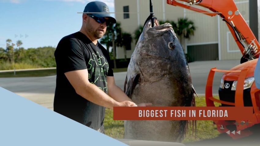 Florida Water Giants - Biggest Fish ever found