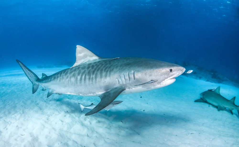 Formidable Tiger Shark