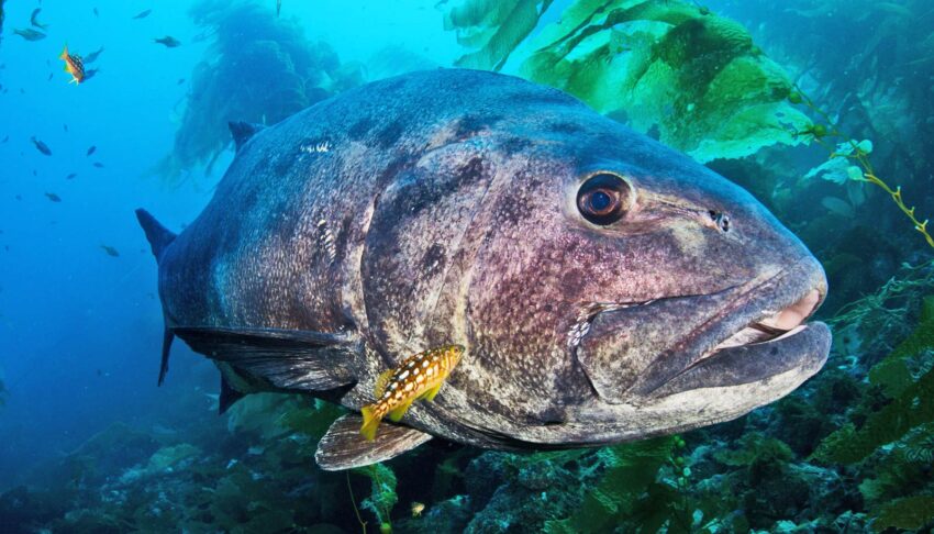 Giant Sea Bass