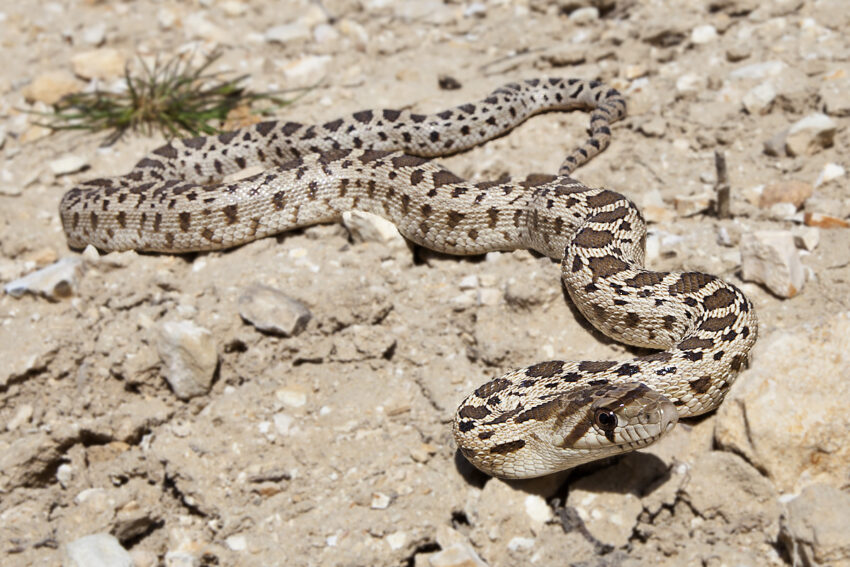 Gopher Snakes