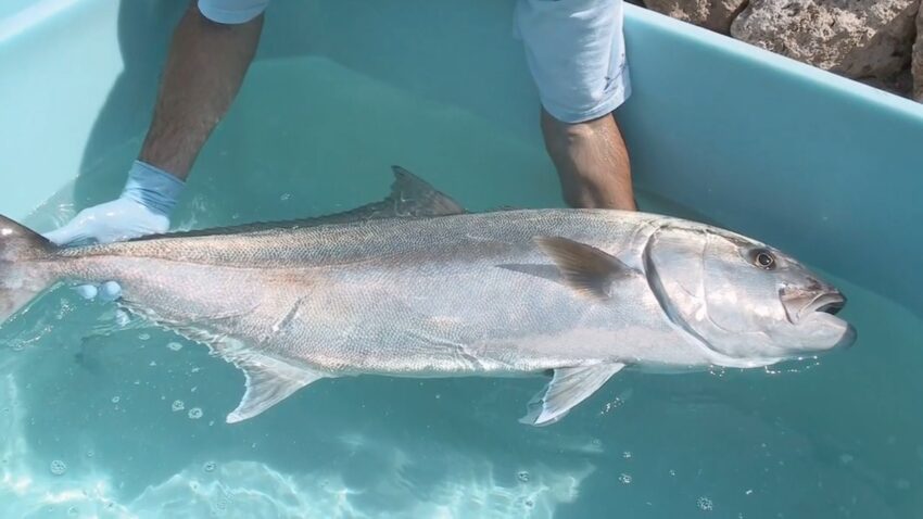 Intriguing Amberjack