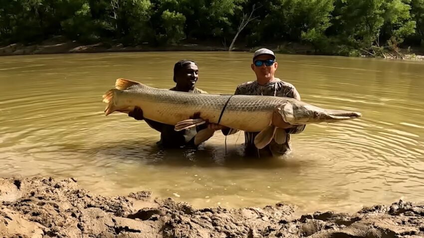 Majestic American Alligator Gar