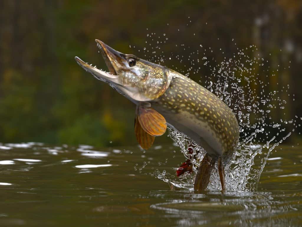 Northern Pike Arizona