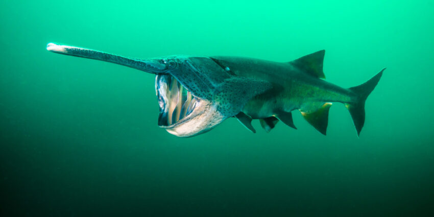 Paddlefish