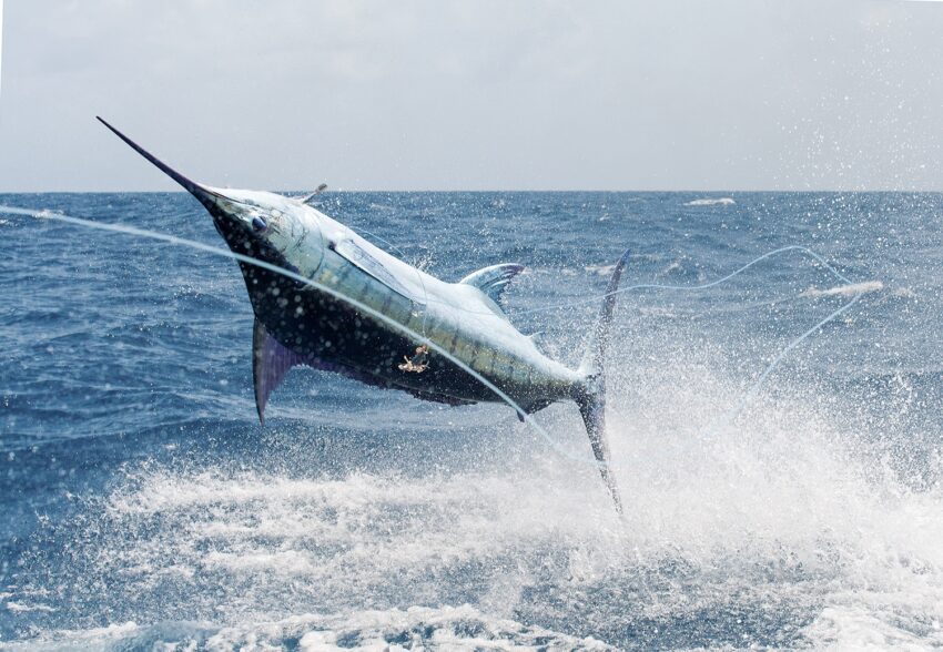 Prized Pacific Blue Marlin