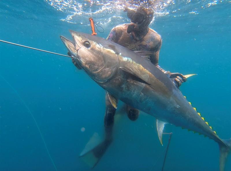 Record-Breaking Tuna