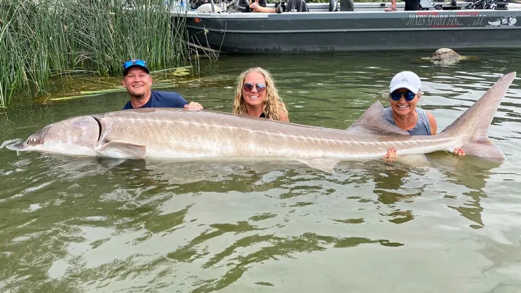 Record White Sturgeon Idaho