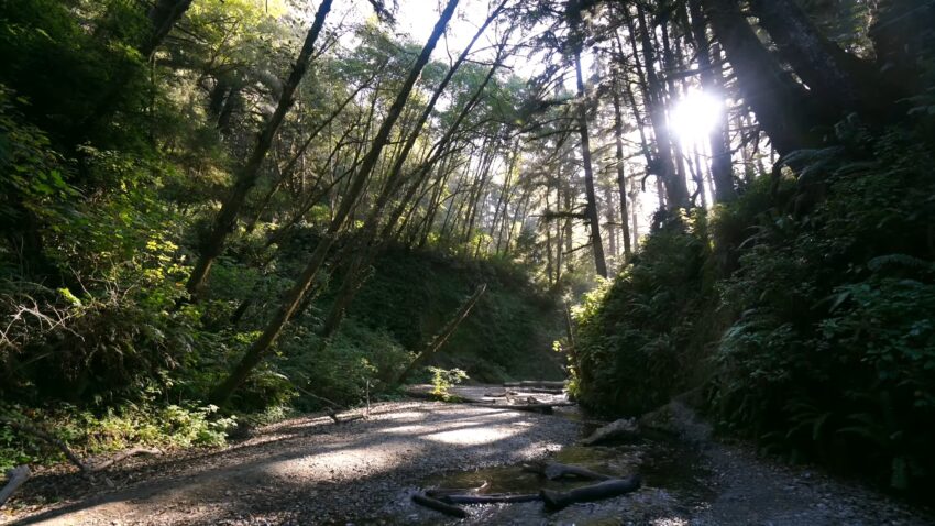 Redwood National Park