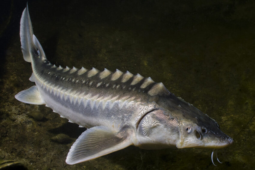 Sturgeon