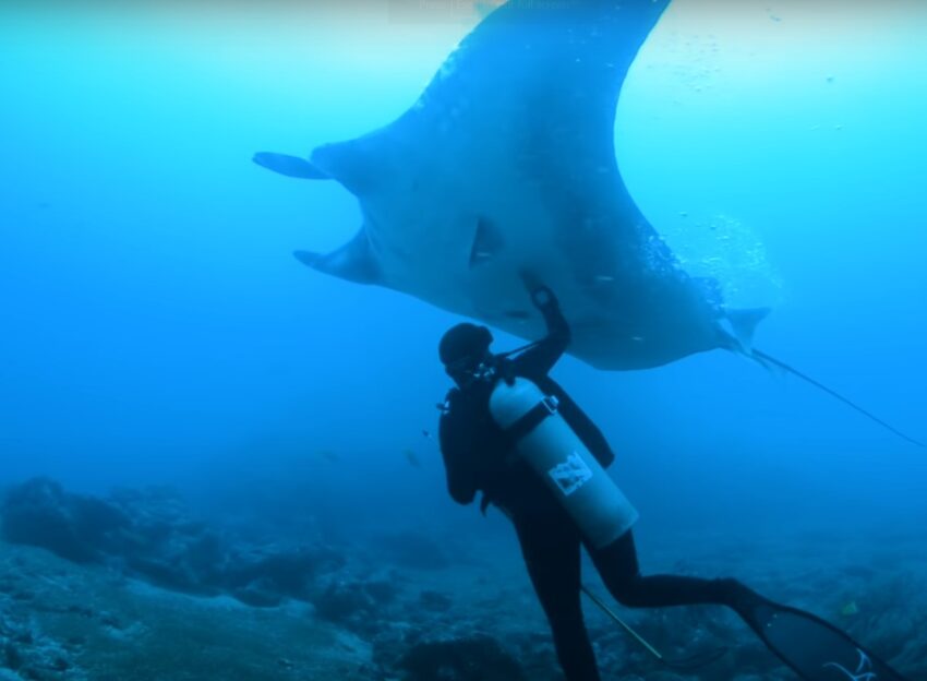 Swimming with Marine Giants