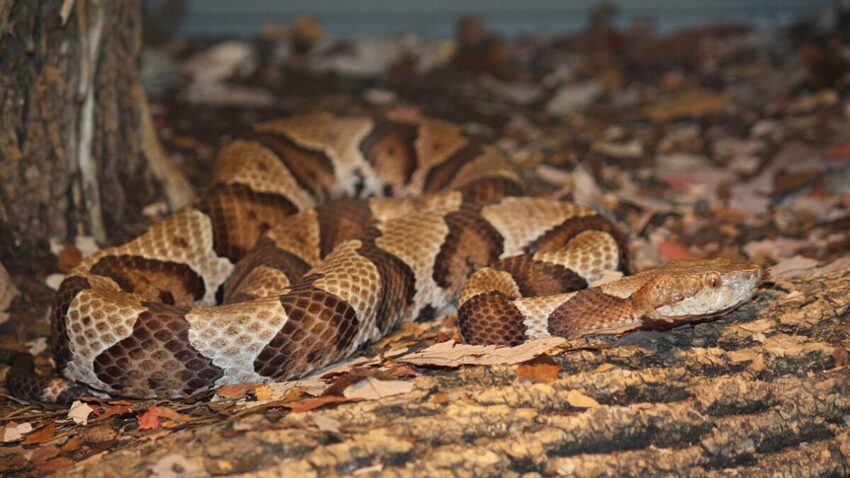 The Eastern Copperhead