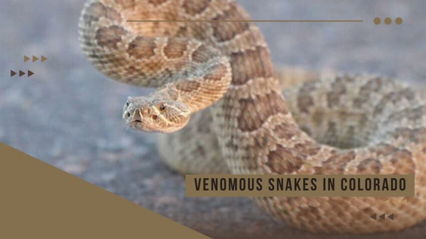 Venomous Snakes in Colorado