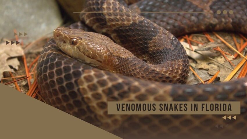 Venomous Snakes in Florida