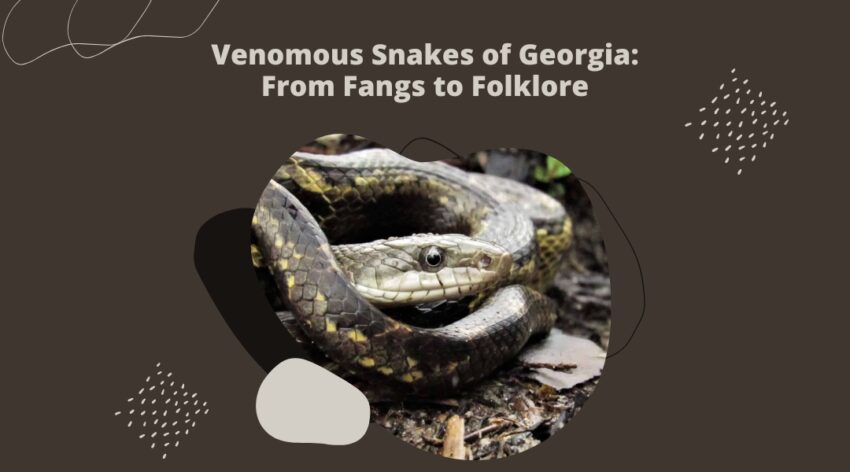 Venomous Snakes of Gorgia