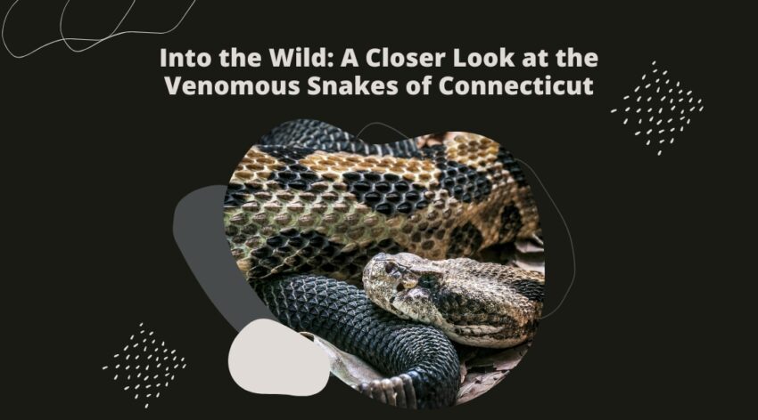 Venomous snakes of Connecticut