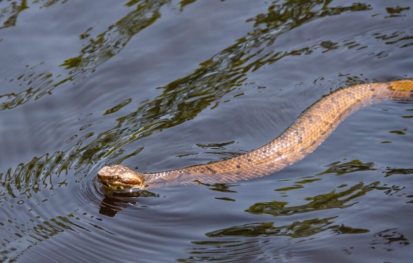 Water Moccasin