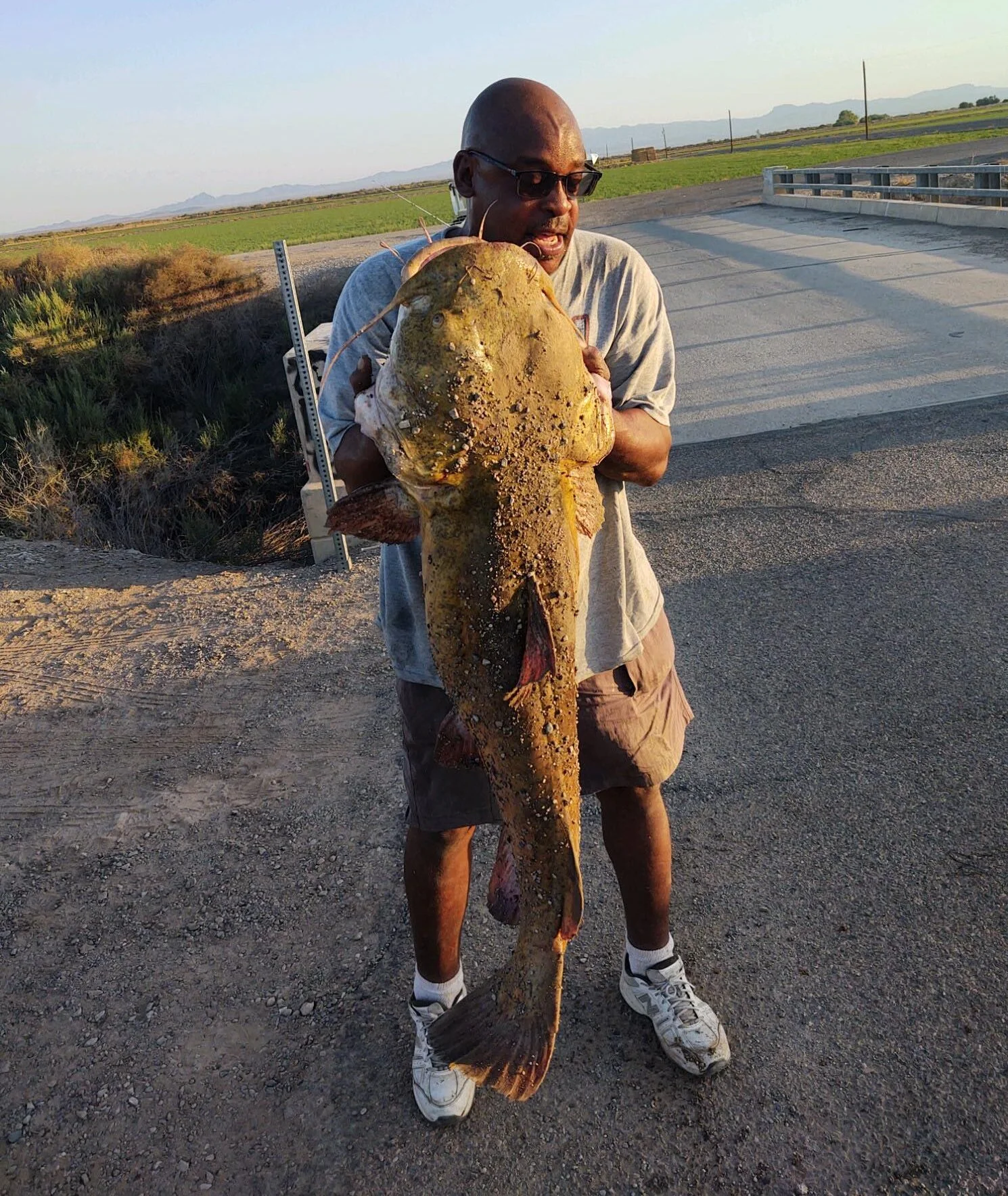 arizona catfish