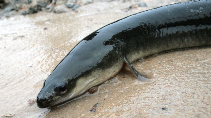 The Biggest Fish Found in Connecticut: Record-Breaking Species - Vimarsana News