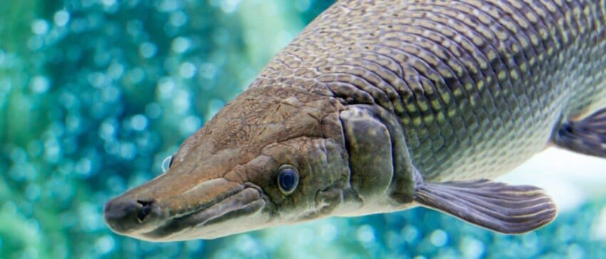 The Biggest Fish in Arkansas: Meet the Fantastic Four - St Lucia News Online - Vimarsana News