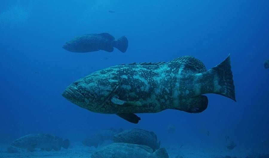 The Biggest Fish in Florida: A Deep Dive into the Sunshine State's Aquatic Wonders - Vimarsana News