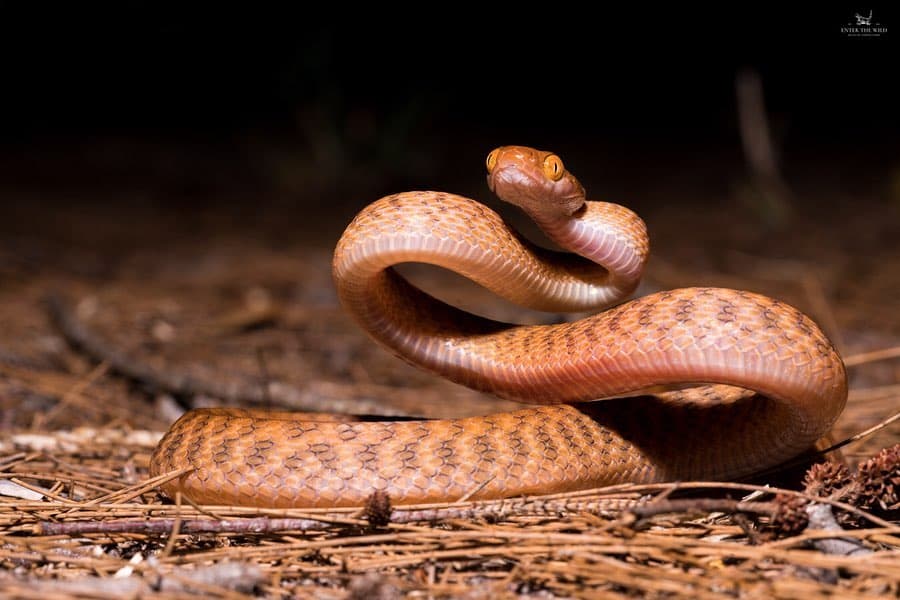 The Brown Tree Snake