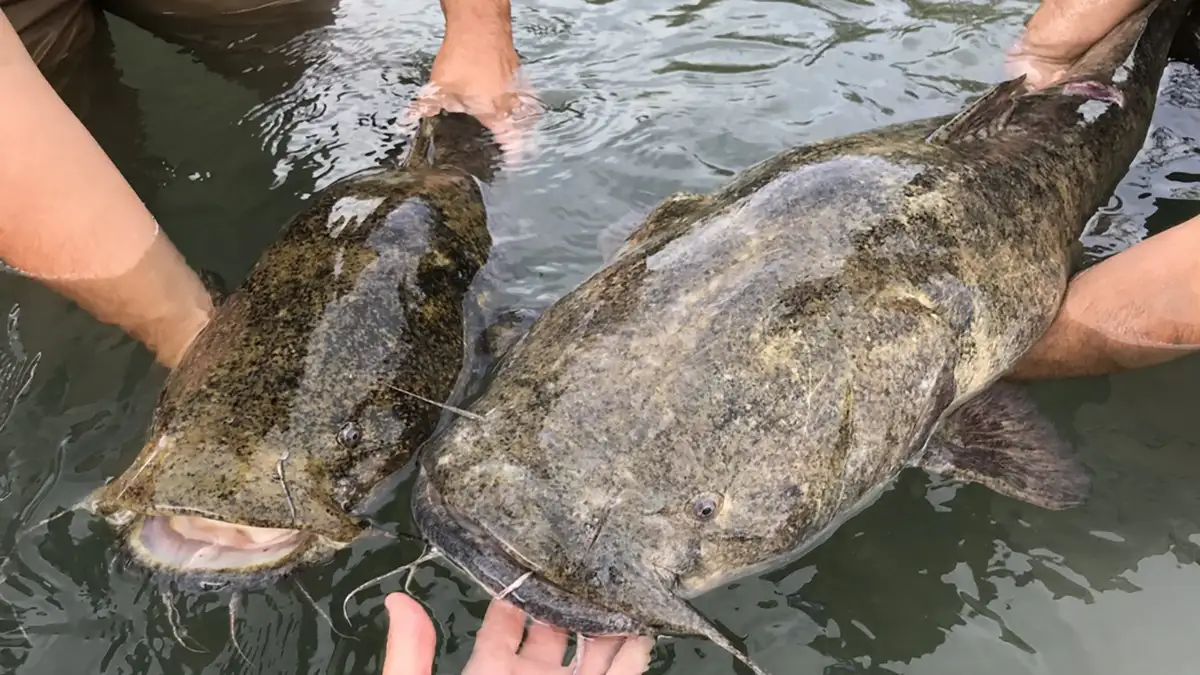 flathead-catfish