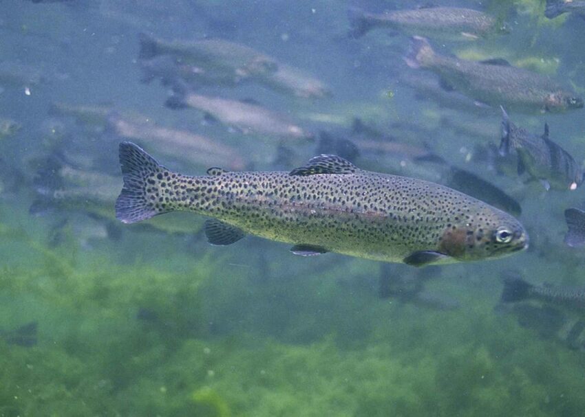 rainbow trout fish