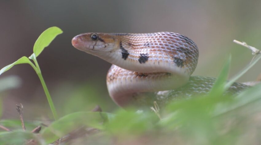 snake
