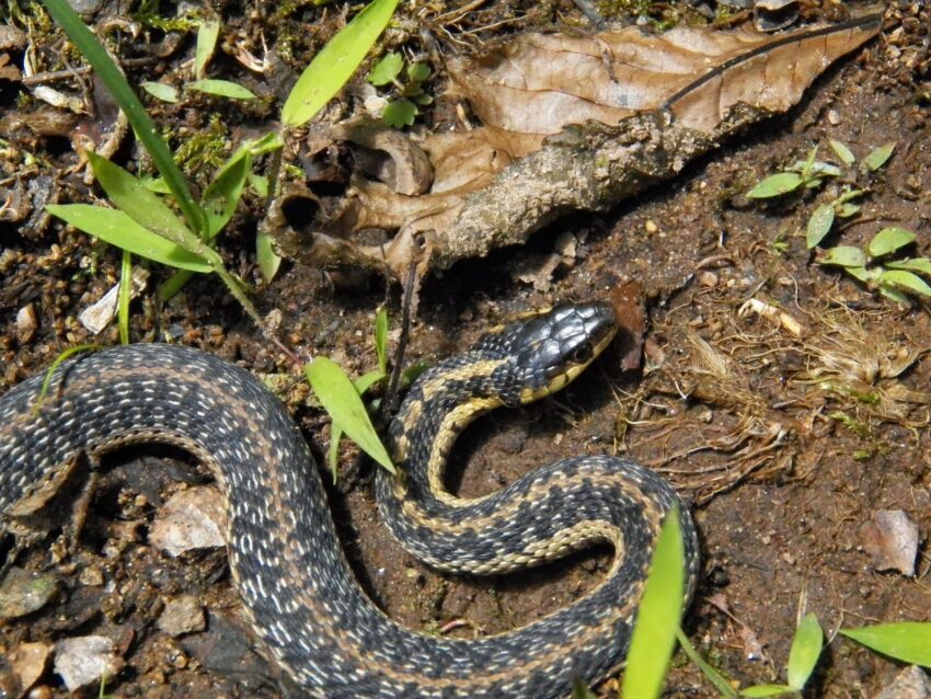 venomous snakes in Connecticut