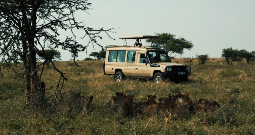4 Tips for Tanzania Safari First-Timers - Into the Wild