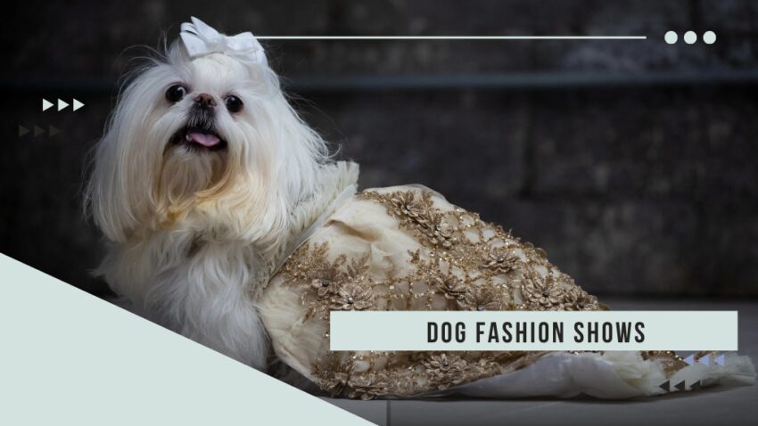 Dog fashion shows
