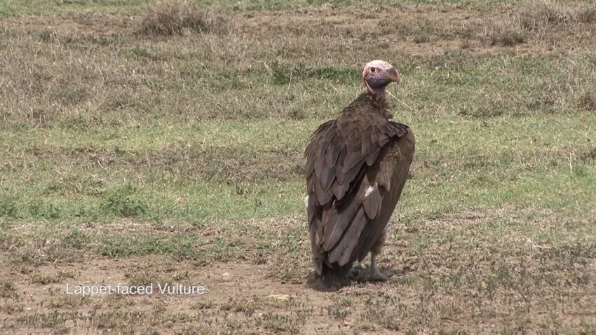 Tanzania birding safari Serengeti NP