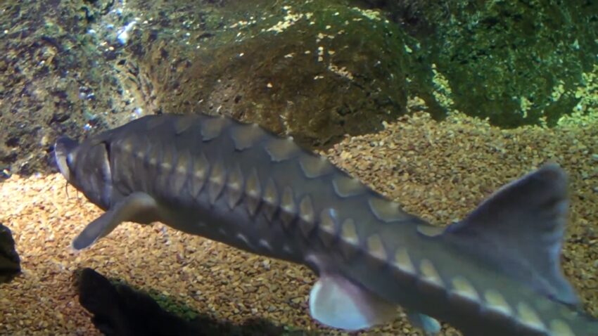 shortnose sturgeon