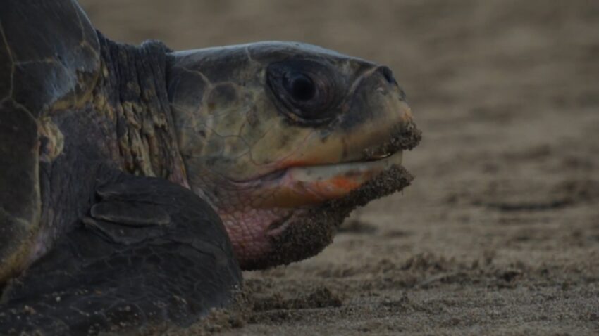 Sea turtle rests on a sandy Grande Anse beach