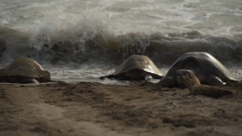 Sea turtles rest on Grande Anse beach near the surf
