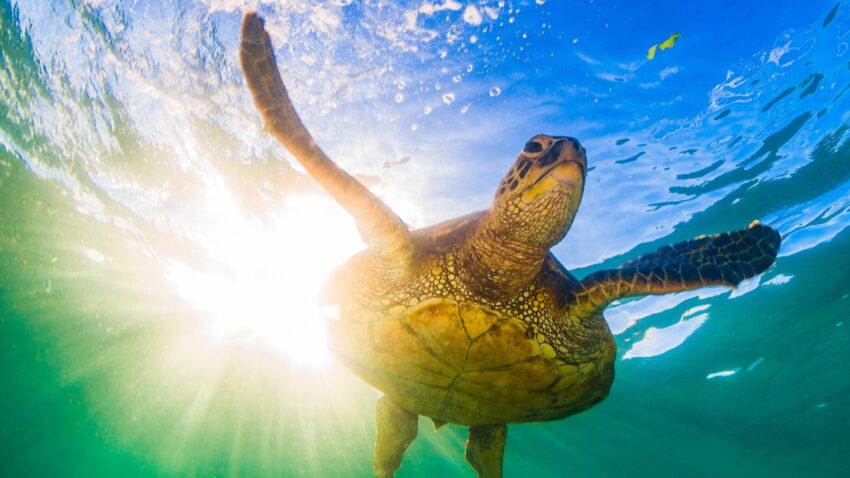 Green sea turtle glides through clear blue water near Saint Lucia