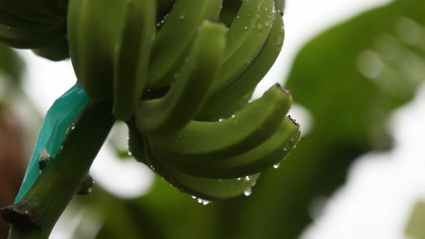 Green bananas on a wet banana plant after rain