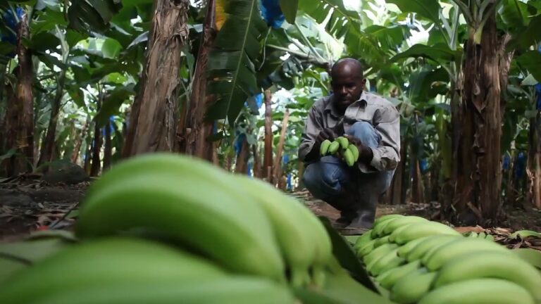 A worker checks green bananas in a St. Lucia banana field