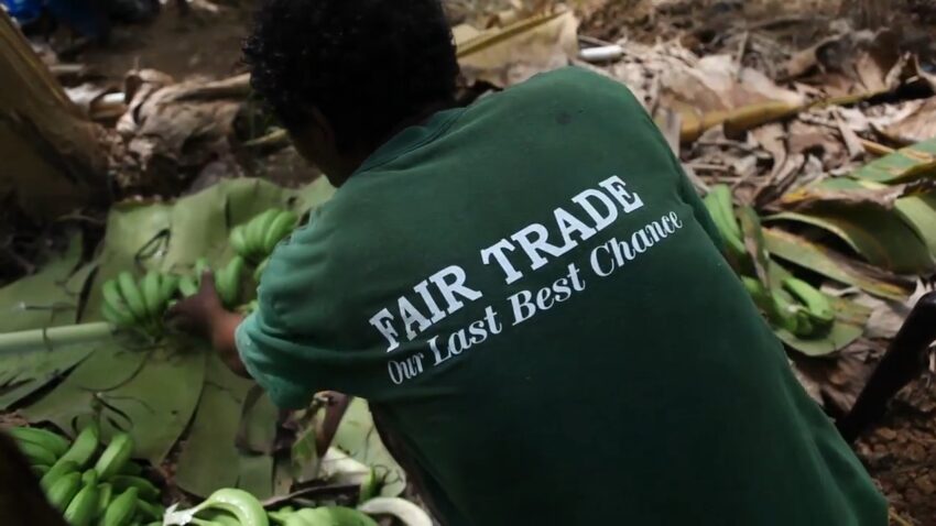 A Fairtrade worker handles green bananas on a St. Lucia farm