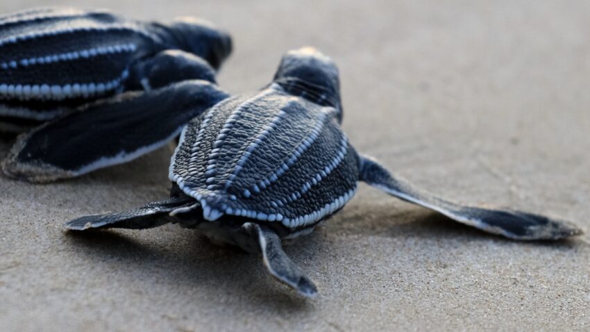 Baby leatherback turtles crawl across sand on Grande Anse beach