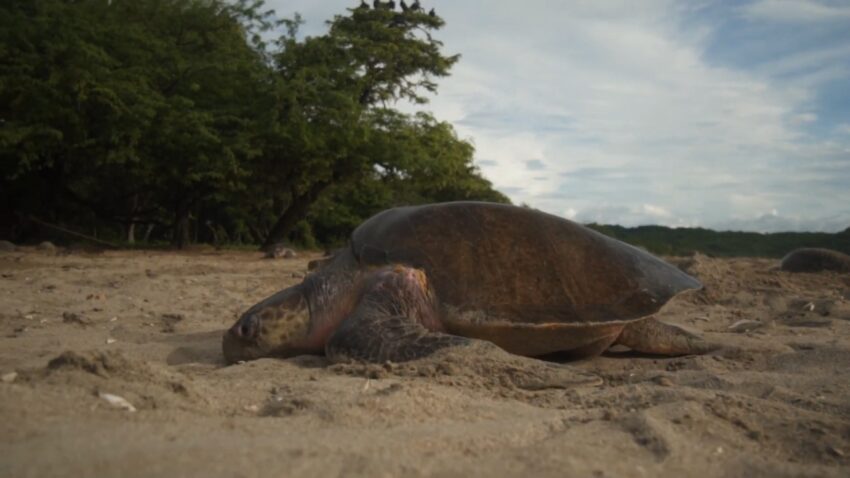 Sea turtle rests on the sand at Grande Anse beach