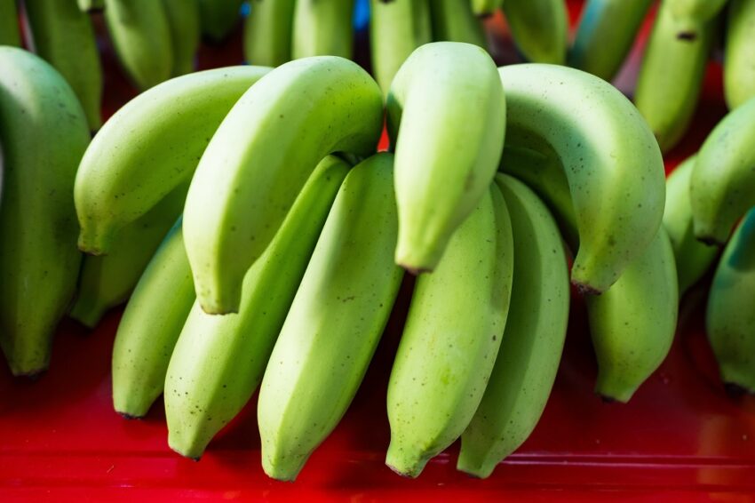 Fresh green bananas used as the main ingredient in Saint Lucia's green fig dish